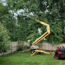 Best Tree Disease Treatment  in Redwood Valley, CA