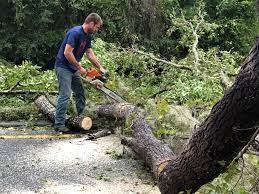 Best Arborist Consultation Services  in Redwood Valley, CA