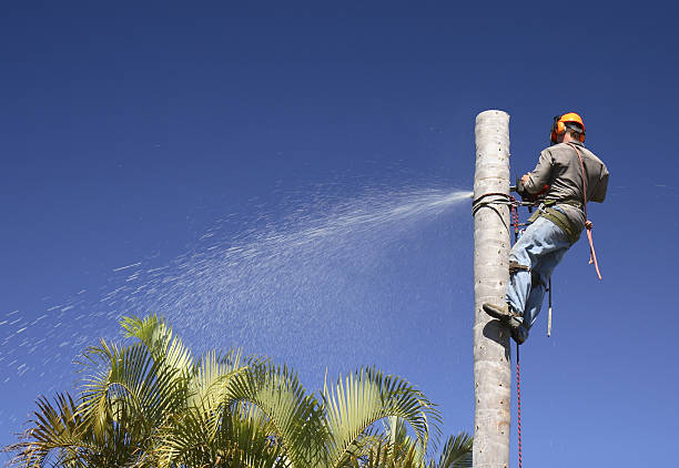 Lawn Watering Services in Redwood Valley, CA