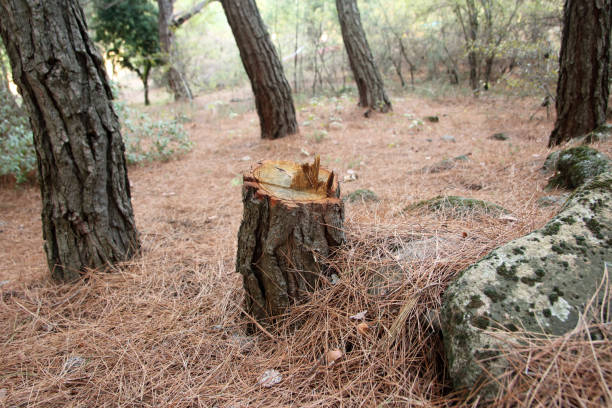Best Tree Mulching  in Redwood Valley, CA