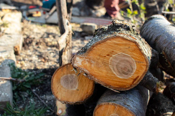 Reliable Redwood Valley, CA Tree Care Solutions