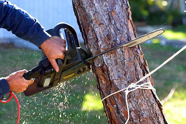 How Our Tree Care Process Works  in  Redwood Valley, CA