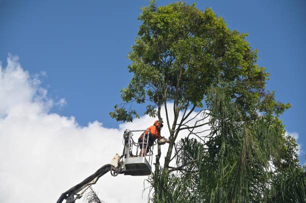 Best Lawn Disease Treatment  in Redwood Valley, CA