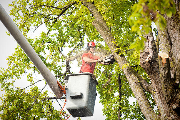 Leaf Removal in Redwood Valley, CA
