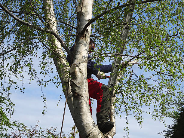 Best Seasonal Cleanup (Spring/Fall)  in Redwood Valley, CA