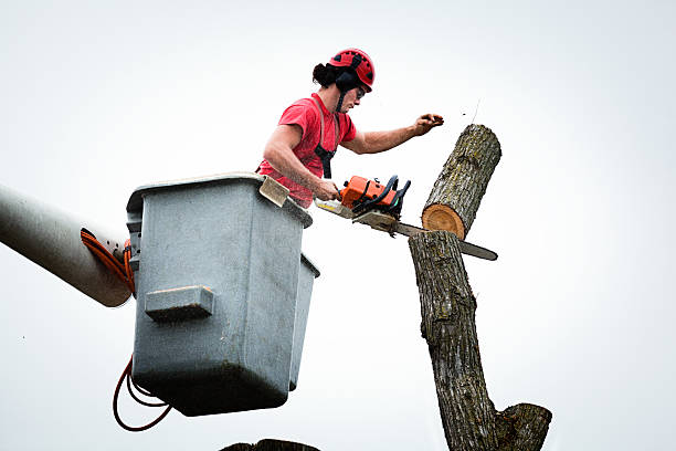  Redwood Valley, CA Tree Care Pros